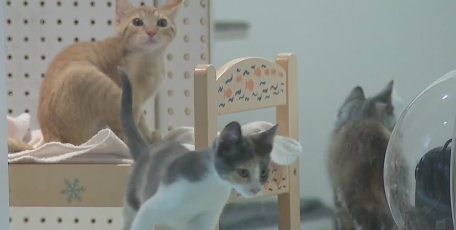 New California state law bans cat declawing