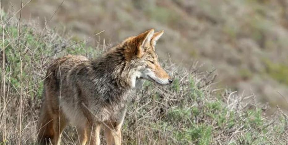 Coyote involved in deadly Crissy Field dog attacks put down