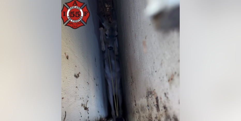 Oakland fire crews rescue trapped deer