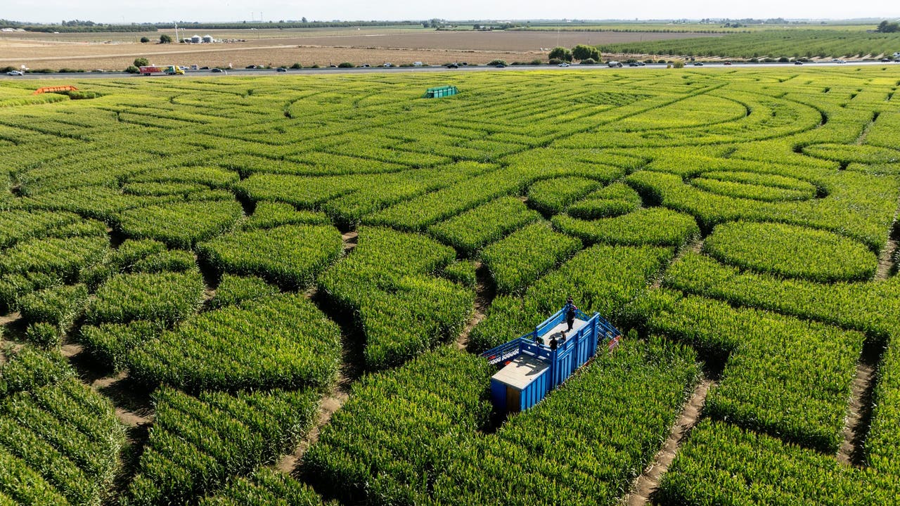 The Bay Area is home to this massive, world-record corn maze