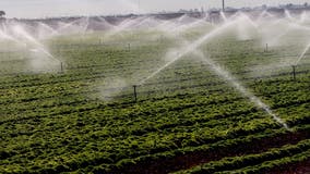 $17.5K fine after 'Yolo Six' farmworkers said they were fired during heat wave