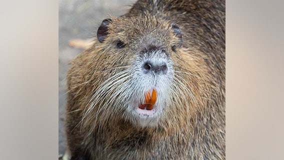 Invasive 25-pound rodent spreads in Bay Area, posing health and infrastructure threat