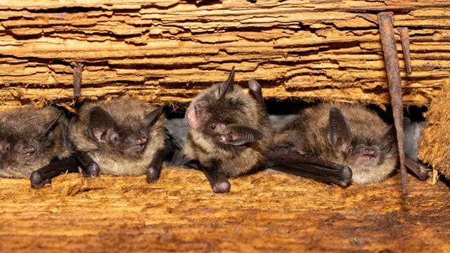Bat fungus confirmed in 5 California counties