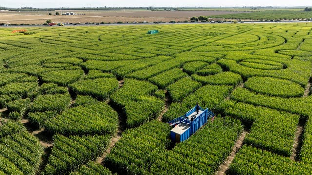 Giant Northern California corn maze lets visitors enjoy getting lost