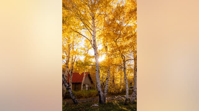Photos: Stunning colors of fall foliage at Mammoth Lakes