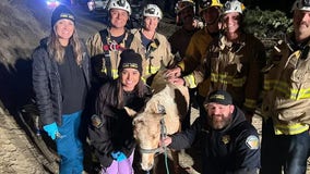 See it: Butter the lucky horse beats the odds in dramatic 60-foot well rescue on California countryside