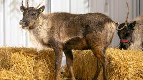 'Tis the Season for Science at California Academy of Sciences