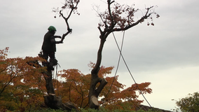 Arborists busy clearing out toppled limbs, dead trees in aftermath of atmospheric river