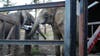 African elephant who lived at Oakland Zoo for decades has died