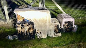Two dozen chihuahuas pups abandoned at North Bay roadside