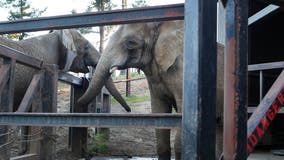 African elephant who lived at Oakland Zoo for decades has died