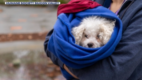 South Bay animal shelter to reopen after fire halts adoptions