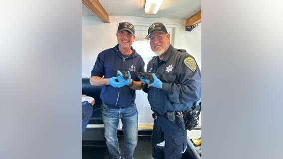 German Shepherd puppies born aboard SF whale-watching tour boat