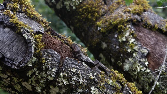 New strains of sudden oak death threaten Bay Area trees