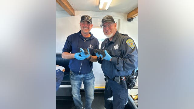 German Shepherd puppies born aboard SF whale-watching tour boat