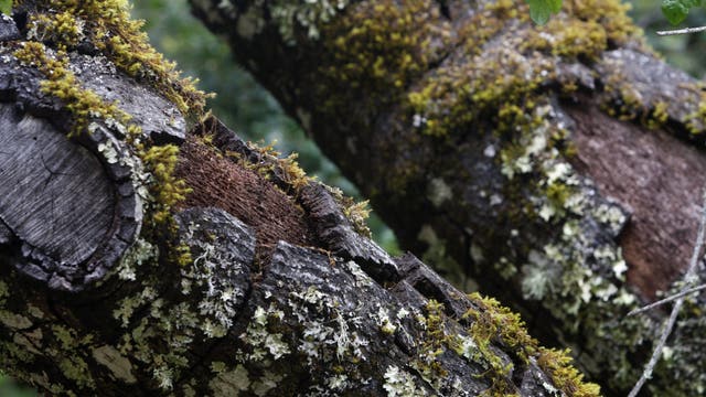 New strains of sudden oak death threaten Bay Area trees