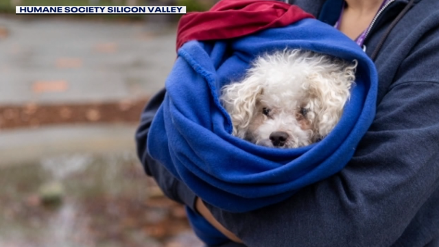South Bay animal shelter to reopen after fire halts adoptions