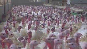 CDC confirms first human death in US tied to bird flu