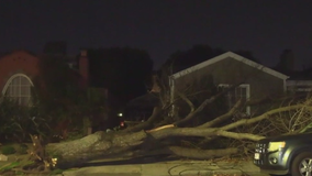 Strong winds topple trees in Bay Area, cause power outages