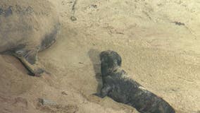 Point Reyes' first elephant seal birth of the season celebrated, amid beach closures