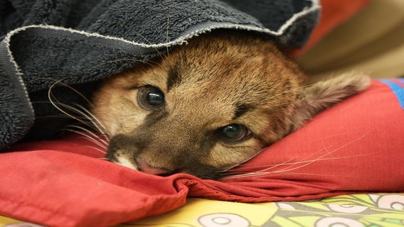 Oakland Zoo helps rescue orphaned mountain lion cubs after mom fatally struck