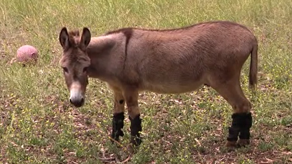 Perry the donkey, model for 'Donkey' character in Shrek movies has died