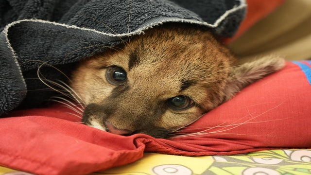 Oakland Zoo helps rescue orphaned mountain lion cubs after mom fatally struck