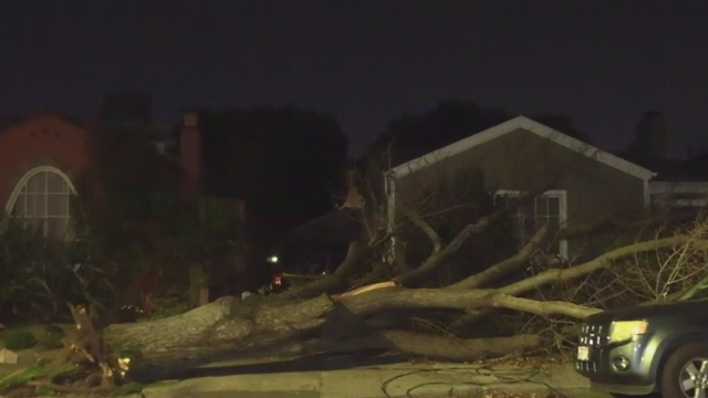 Strong winds topple trees in Bay Area, cause power outages
