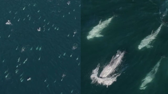 'Totally surrounded’: Super pod of 1,500 dolphins in Monterey County captured on drone video