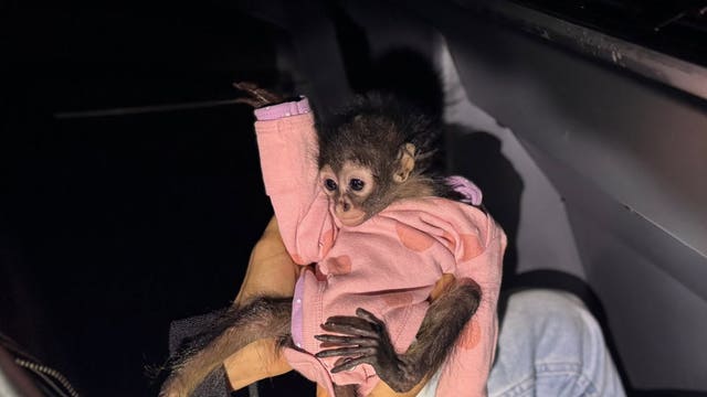 Oakland Zoo takes in malnourished spider monkey seized by CHP