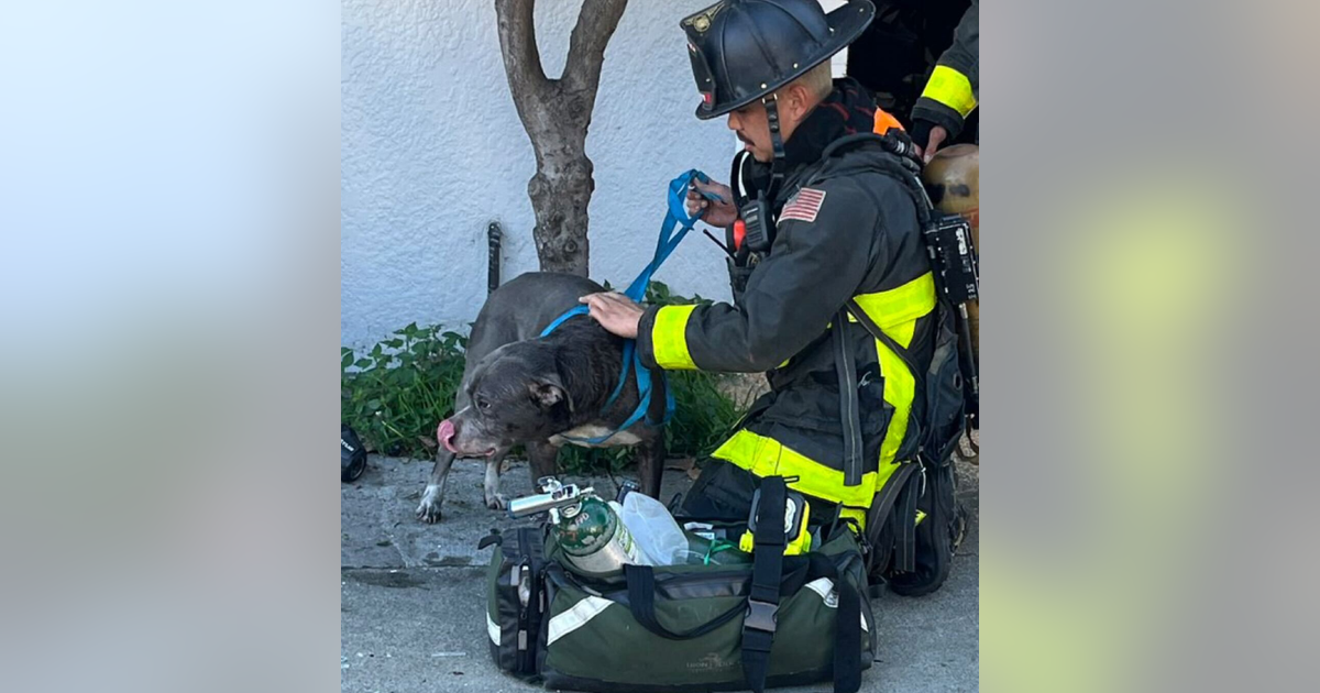 San Francisco firefighters give dog oxygen after house fire | KTVU FOX 2