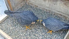 UC Berkeley's famous falcons are missing, researchers fear bird flu