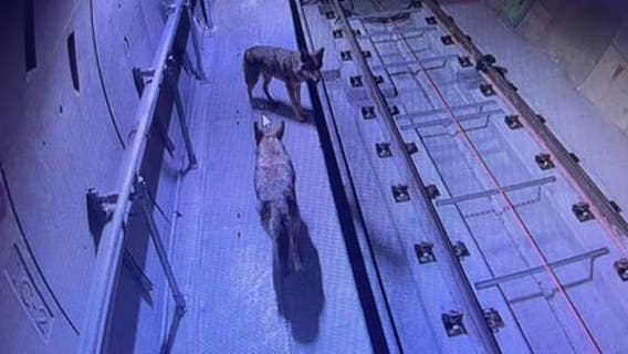 Coyotes spotted in San Francisco Muni tunnel