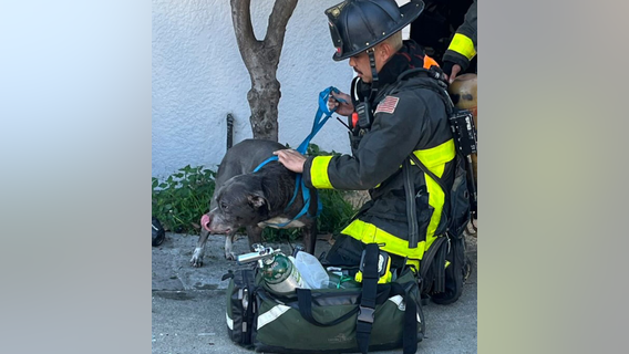 San Francisco firefighters give dog oxygen after house fire