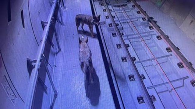 Coyotes spotted in San Francisco Muni tunnel