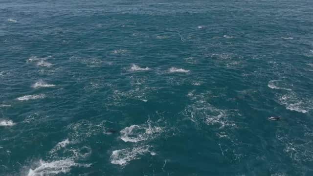 Rare video captures super pod of 2,000 dolphins of Monterey Bay coast