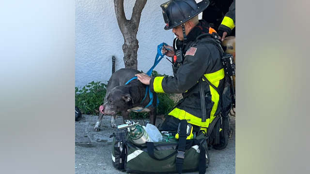 San Francisco firefighters give dog oxygen after house fire