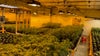 Illegal cannabis worth $20 million found in Oakland warehouse