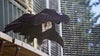 Young California condor dies from lead poisoning, tribe confirms