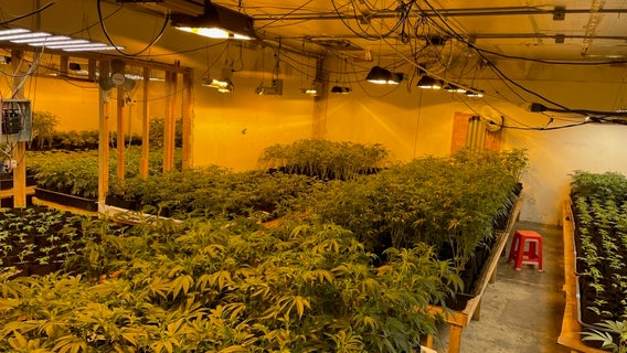 Illegal cannabis worth $20 million found in Oakland warehouse
