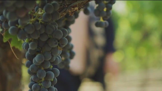 Napa winemaker hires AI apprentice to refine winemaking process