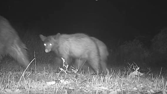 'First ever images' of black bear cubs captured in this Bay Area park
