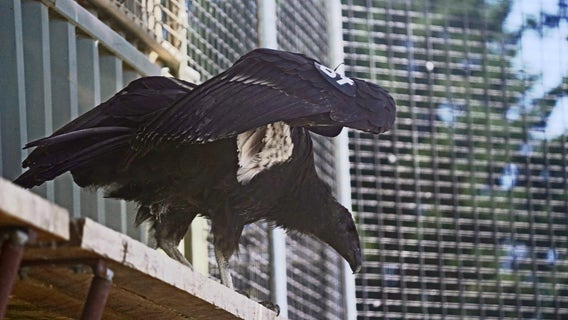 Young California condor dies from lead poisoning, tribe confirms