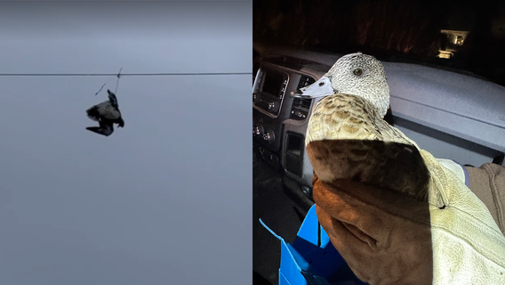 Video: Tangled duck dangles from PG&E powerline