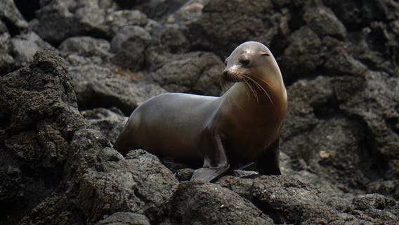 Search for suspect who decapitated dead sea lion in Bodega Bay