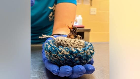 Rescued ‘jelly bean-sized’ baby hummingbirds being cared for by SPCA