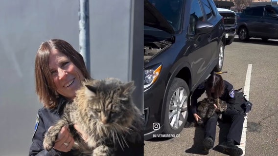 20-pound cat rescued after getting trapped under car in Livermore