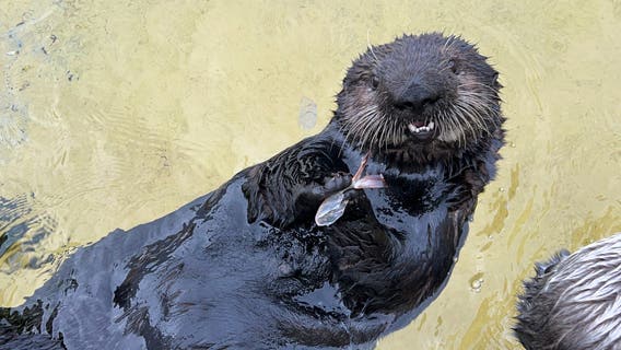 Monterey Bay Aquarium announces poll to name new sea otter
