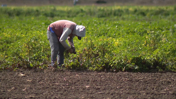 Bay Area farmers face uncertainty as tariff risk looms