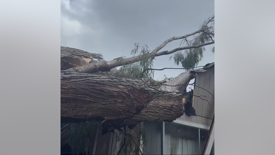 Large tree slams onto Rohnert Park house, trapping person inside